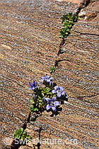 F140863: Blumen in Felsritze in Gletscherschliff