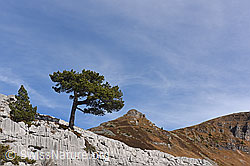 F143110: Einzelbaum in Karstlandschaft