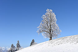 F144179: Leicht mit Raureif überzogener Einzelbaum (Linde) in Winterlandschaft