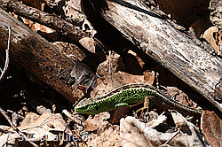 F145168: Zauneidechse (Lacerta agilis)