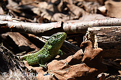 F145197: Zauneidechse (Lacerta agilis)