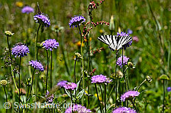 F146169: Segelfalter in Blumenwiese