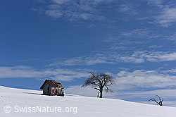 F151008: Kleine Hütte und Einzelbaum in Winterlandschaft