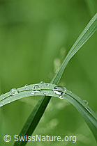 Wassertropfen auf Grashalm (F152039)