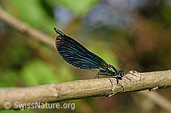 F152290: Blauflügel-Prachtlibelle (Calopteryx virgo)