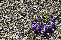Alpen-Leinkraut (Linaria alpina) (F152933)