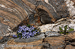 F154104: Mont Cenis-Glockenblumen in Felsnische