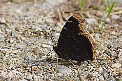 Trauermantel (Nymphalis antiopa) (F154879)
