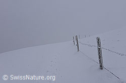 F156497: Zaun im Nebel