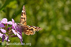 Distelfalter (Cynthia cardui) (F158775)