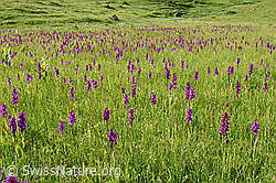 F159312: Orchideenwiese