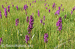 F159314: Orchideenwiese
