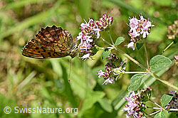 F159391: Brombeer-Perlmuttfalter (Brenthis daphne) auf Echtem Dost (Origanum vulgare)