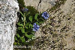 F160184: Alpen-Ehrenpreis (Veronica alpina)