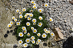 F160188: Gewöhnliche Alpenmargerite (Leucanthemopsis alpina)