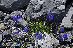 F160533: Niedliche Glockenblume (Campanula cochleariifolia)