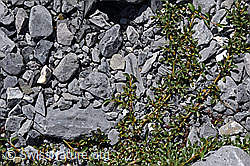 F160546: Stumpfblättrige Weide (Salix retusa)