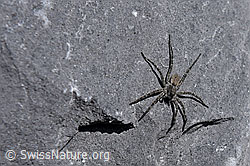 F160555: Wolfspinne Pardosa saturatior