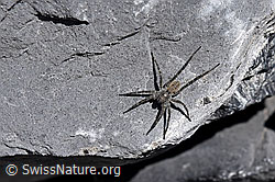 F160557: Wolfspinne Pardosa saturatior