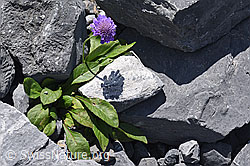F160587: Glänzende Skabiose (Scabiosa lucida)