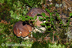 F160651: Gemeine Steinpilze (Boletus edulis)