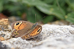 F160956: Braunauge (Lasiommata maera)