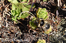 F161389: Hellgelbe Erdhummel (Bombus lucorum)