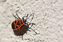 Pyrrhocoris apterus (04.09.2019, F161570)