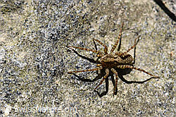 Pardosa lugubris (Wolfspinne) (F161575)