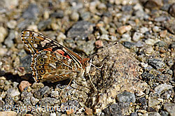 Distelfalter (Cynthia cardui) mit geschlossenen Flügeln (F162158) Distelfalter (Cynthia cardui) mit geschlossenen Flügeln (F162158)