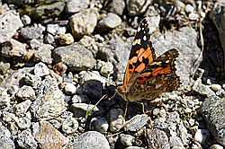 F162164: Distelfalter (Cynthia cardui) mit halb geschlossenen Flügeln