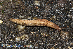F163111: Genetzte Ackerschnecke (Deroceras reticulatum)