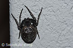Photo: Spaltenkreuzspinne (Nuctenea umbratica)