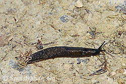 F163878: Spanische Wegschnecke (Arion vulgaris)