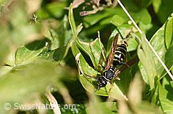 Polistes albellus (F164233)