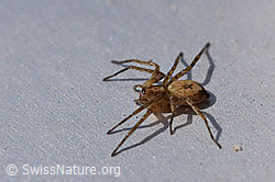 Foto: Vierfleck-Zartspinne (Anyphaena accentuata)