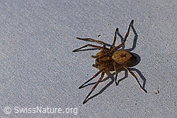 Foto: Vierfleck-Zartspinne (Anyphaena accentuata)