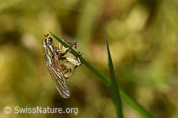 Gelbe Dungfliege (Scathophaga stercoraria) (F164257)