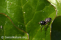 Heliophanus cupreus, Weibchen (F164271)