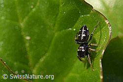 Heliophanus cupreus (Springspinne), Weibchen (F164275)