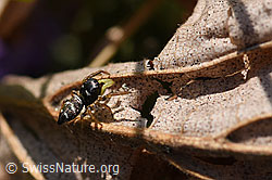 Heliophanus cupreus, Weibchen (F164282)