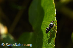 Heliophanus cupreus, Weibchen (F164285)