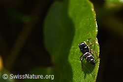 Heliophanus cupreus, Weibchen (F164286)