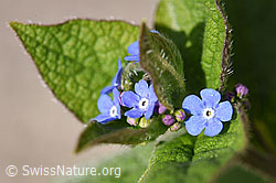 F164290: Kaukasusvergissmeinnicht (Brunnera macrophylla)