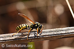 Französische Feldwespe (Polistes dominula) (F164328)
