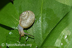 F164448: Kleine Glanzschnecke (Aegopinella pura)