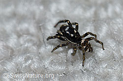 F164463: Zerbraspringspinne, Männchen