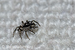 F164464: Zerbraspringspinne, Männchen