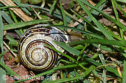 F164480: Gartenschnirkelschnecke (Cepaea hortensis)