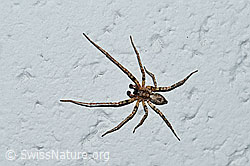 Vierfleck-Zartspinne (Anyphaena accentuata) (F164483)